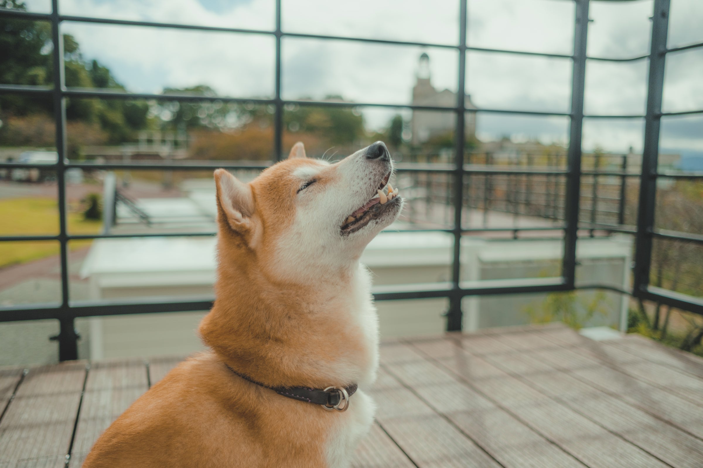 空を見上げる柴犬