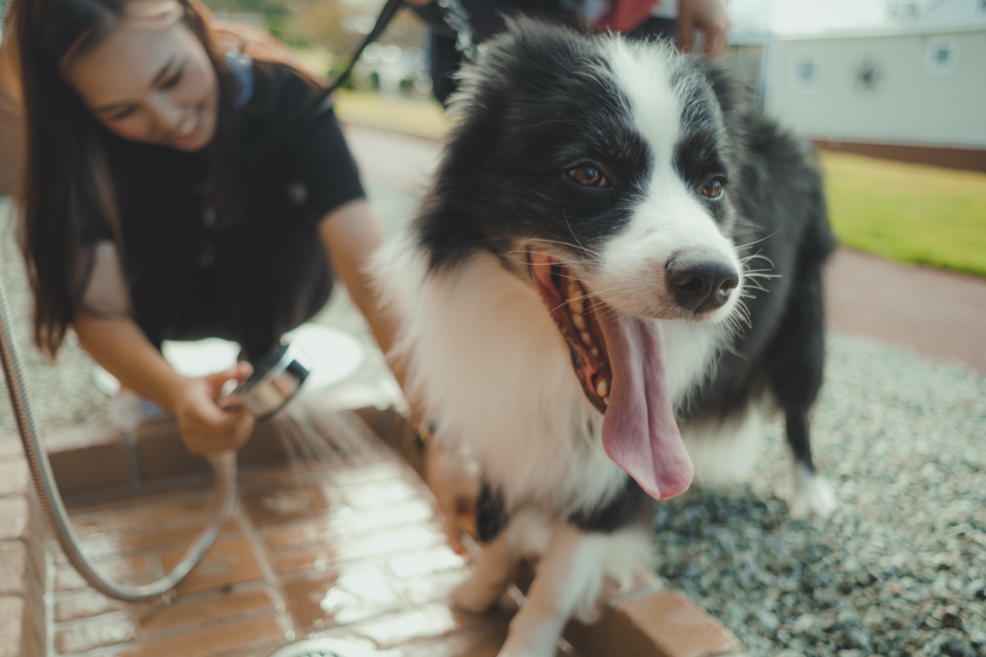 足洗い場で水浴びする愛犬