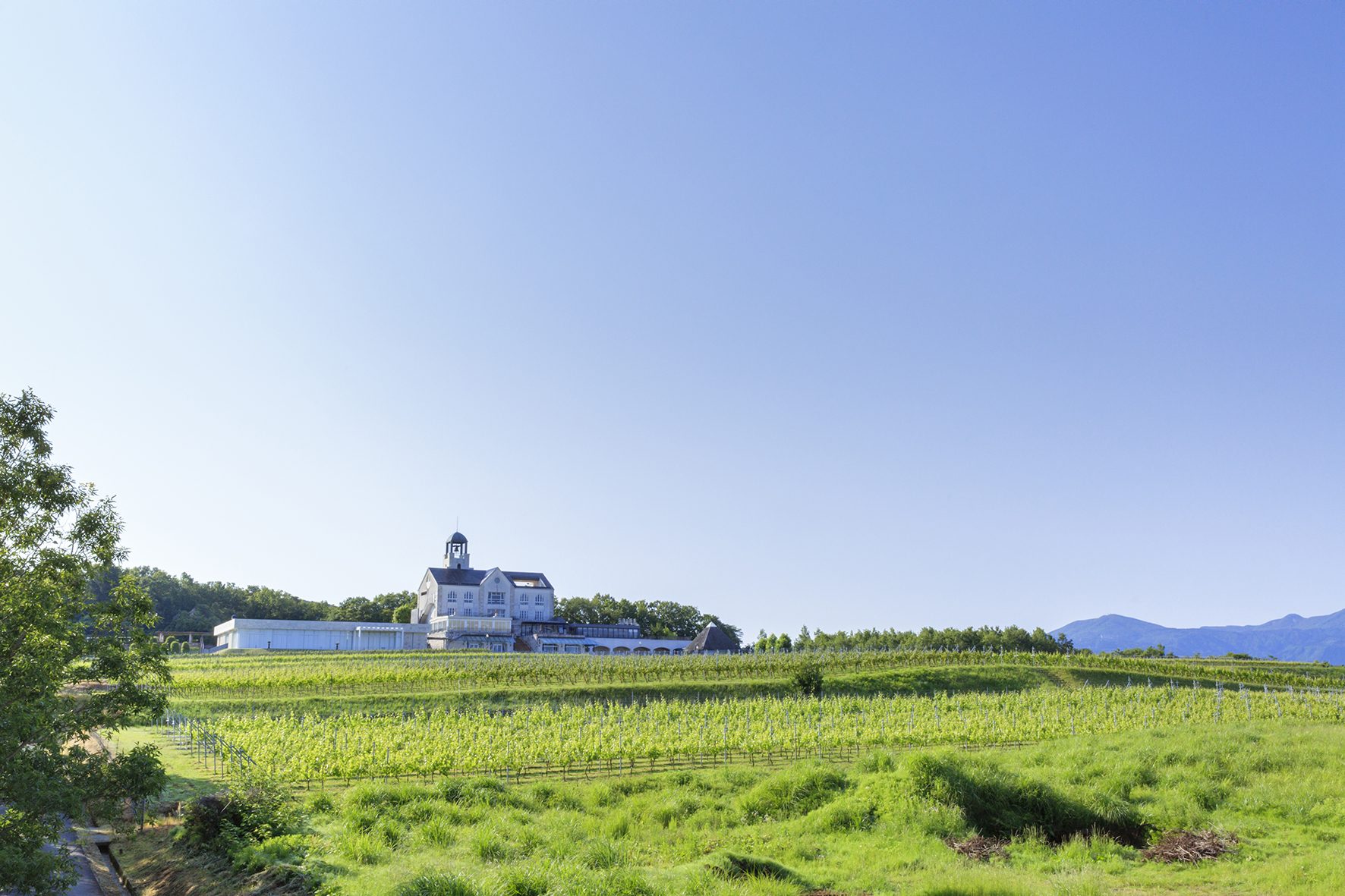 葡萄畑、10ha
