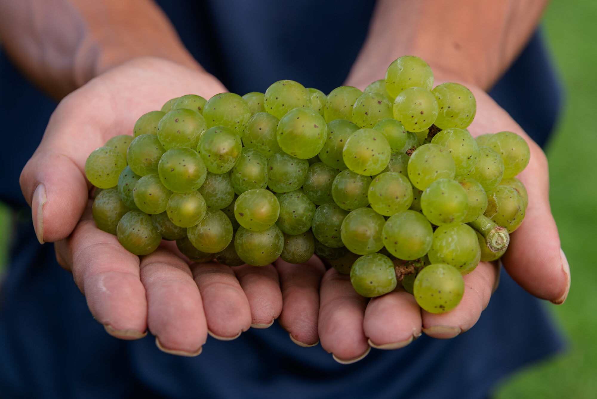 Grapes & Time